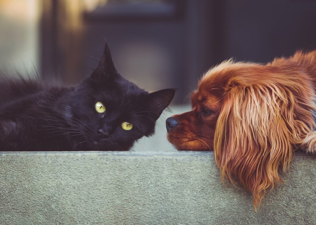 dog, cat, animal, pet, pets, mammals, animals, friends, nature, friendship, brown dog, black cat, domestic, domestic animals, portrait, friendship day